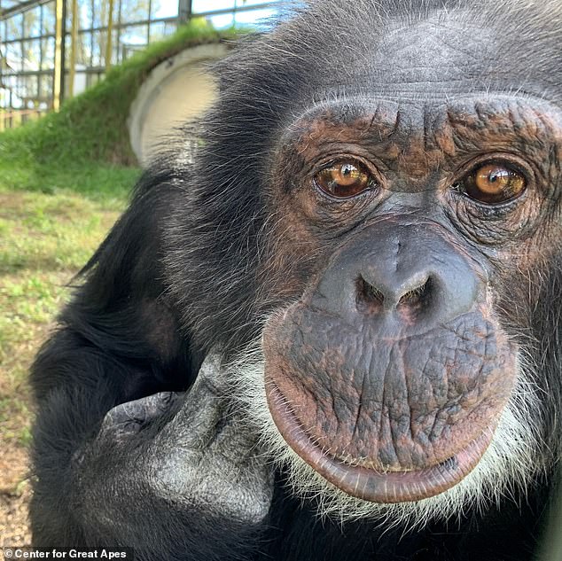 Bubbles (pictured in 2022) is also housed with other famous chimps including Ripley, who appeared in Ace Ventura and Junior