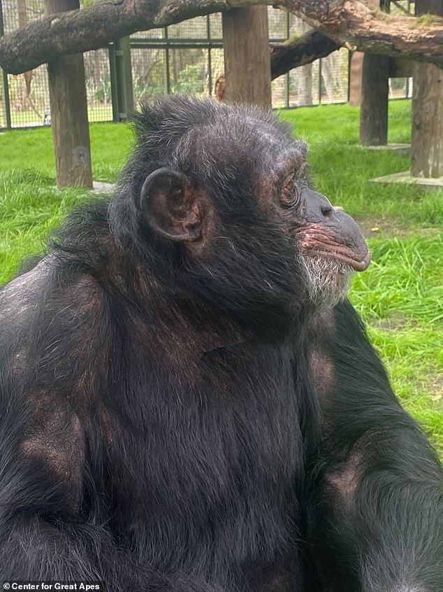 The chimp, who is around 50 in human years, is pictured in this recent photo shared by the center with Daily Mail this week