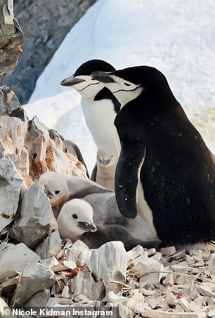 Her eye for photography shone through in images of penguins and a breathtaking kayak perspective