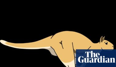 Kangaroos’ giant ancestor probably able to hop despite 250kg weight, scientists say | Animals