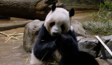 The last pandas in Japan are heading home to China - CNN