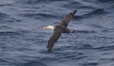This critically endangered albatross just flew 4,800km from its home - and scientists are puzzled