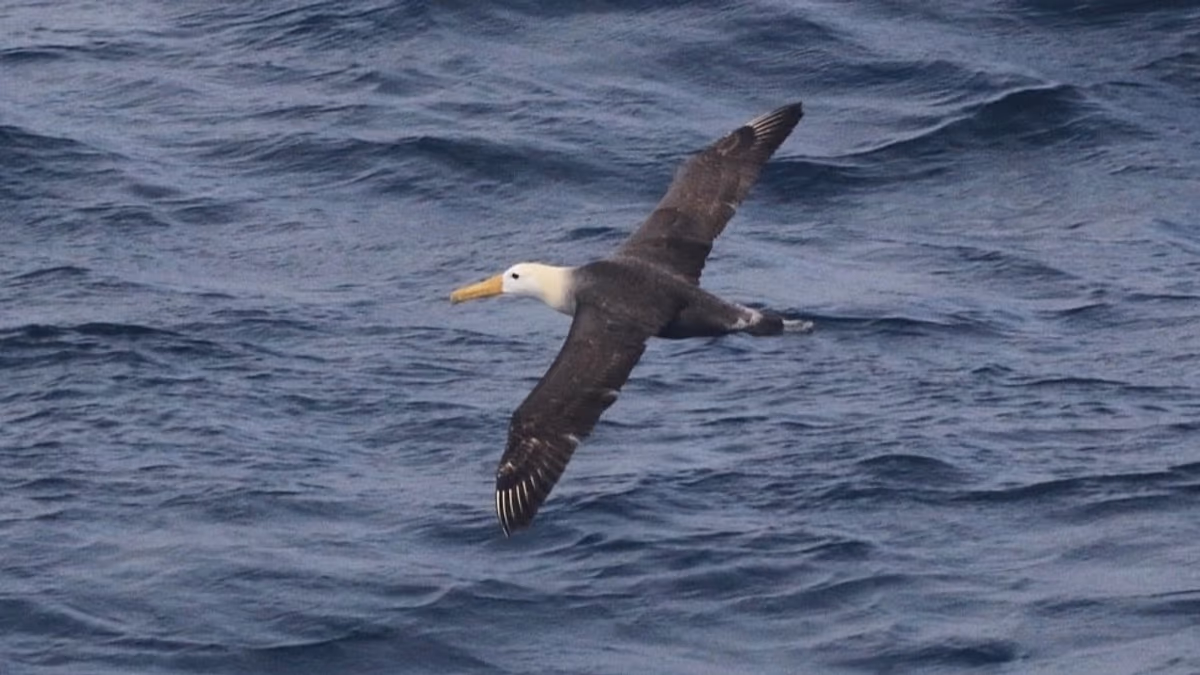 This critically endangered albatross just flew 4,800km from its home - and scientists are puzzled