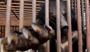 South Korea to stop breeding bears to extract their bile - but hundreds are still trapped in pens