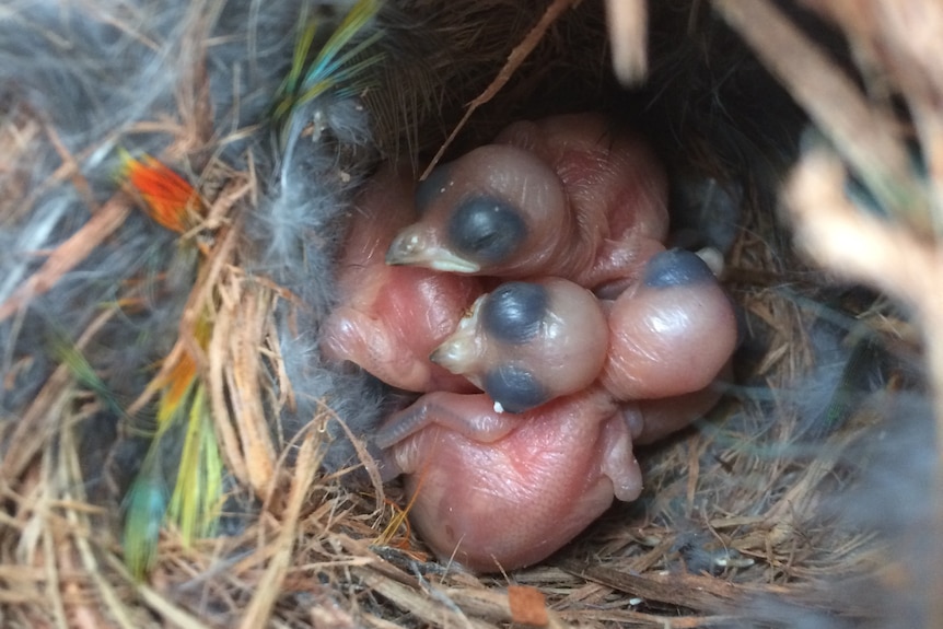 Bald forty-spotted pardalote chicks in a nest.