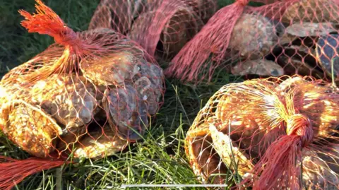 Piles of oysters wrapped up in red netting.