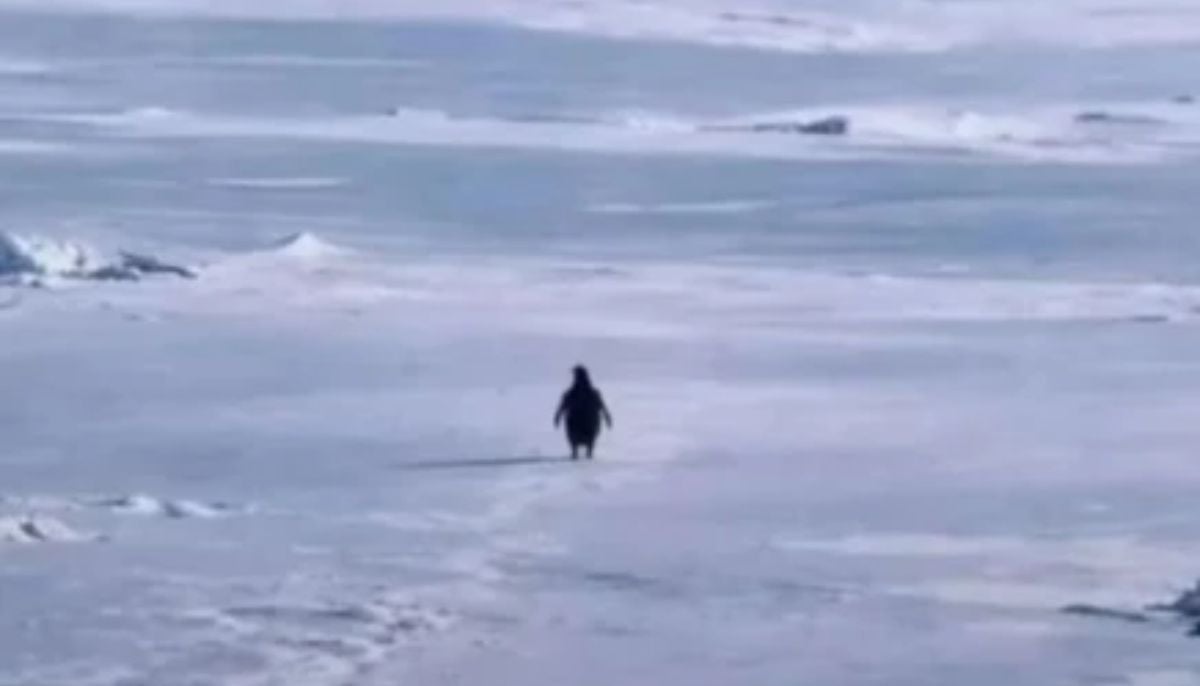 ‘Nihilist Penguin’: Why the internet turned a 20-year-old bird into 2026’s biggest viral meme