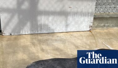 Sea lion recovering in LA after marine center found two bullets in his head | Los Angeles