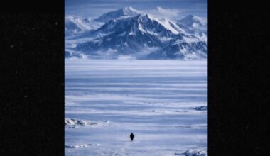 Here’s How A Penguin From 2007 Is Inspiring An Entire Generation… | Viral | Viral