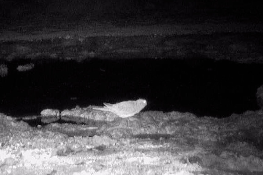 A night vision shot of a parrot.