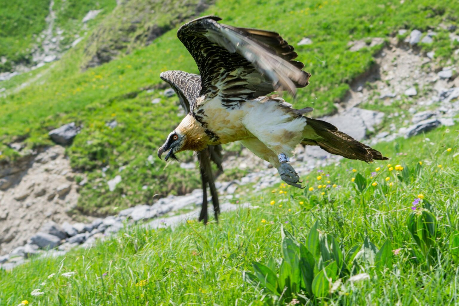 A bearded vulture in flight