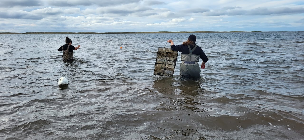 The backs of two people are shown wading in the water, each carrying a large cage.
