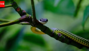 How flying snakes glide through the air without wings or membranes |