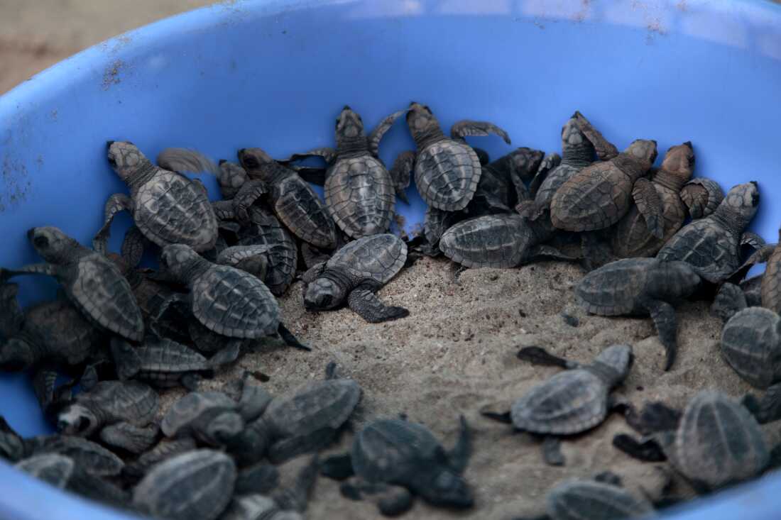 Olive Ridley hatchlings are placed in a bucket after they were collected at a hatchery by volunteers. Volunteers collect turtle eggs that have been hatched into nests — holes in the sand that female Olive Ridley sea turtles dig with their flippers. They’re gathered to prevent them being eaten by predators, including dogs, seagulls and poachers. The state-run and operated turtle hatchery is one of several that dot the western Indian shoreline — part patchwork efforts that have helped boost numbers of threatened Olive Ridley turtles after conservationists feared their populations would collapse in earlier decades amid industrial-scale slaughter for meat and leather, egg poaching, coastal developments on their nesting sites and their entanglement in fishing nets. Image by Diaa Hadid. April 2025, Guhagar India.