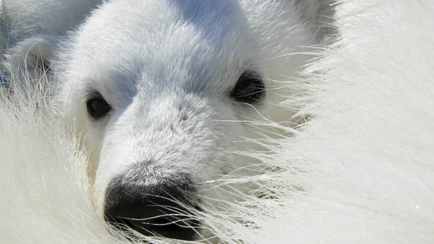 Arctic communities testing new 'bear-dar' to detect wildlife threats