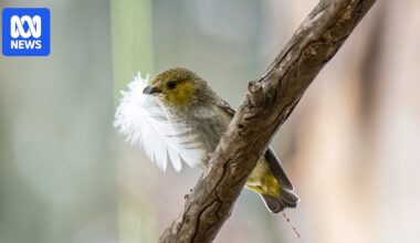 Scientists, landowners working on Tasmania's Bruny Island to help forty-spotted pardalote species