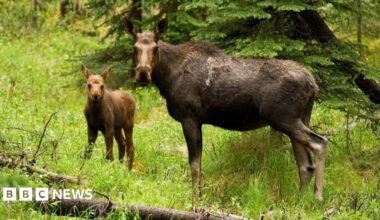 European Elk in woodland.