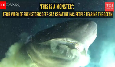 'This is a monster': Eerie video of prehistoric deep-sea creature has people swearing off the ocean |