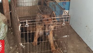 Neglectful dog breeder Janine Wallace fails in latest bid to overturn ban, convictions