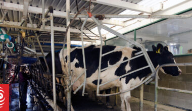 Dairy prices reverse course, with demand rising
