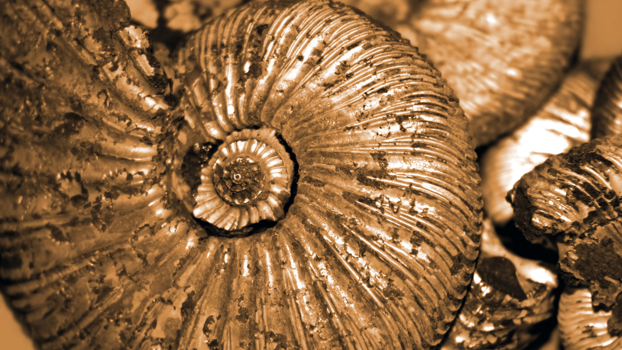 Ammonites Ammonites