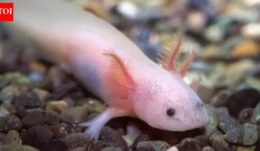 8 real-life animals that seem completely unreal