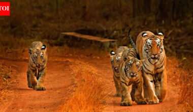 Which country has the world’s largest tiger population: China, India or Russia? |