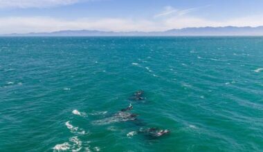 Fifteen whales refloated, six die at Farewell Spit