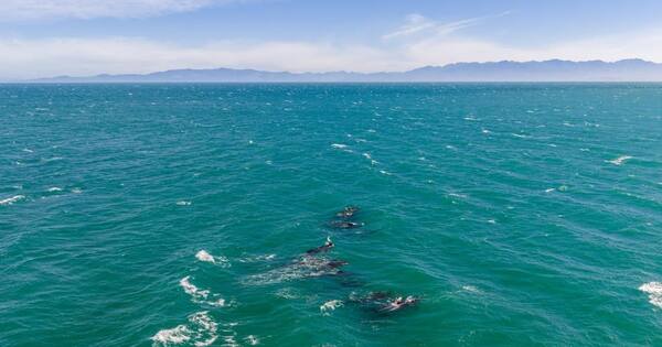 Fifteen whales refloated, six die at Farewell Spit