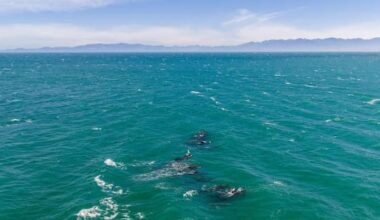 Fifteen whales refloated, six die at Farewell Spit