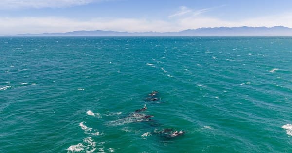 Fifteen whales refloated, six die at Farewell Spit