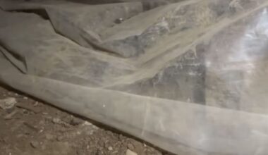 Man Hears Faint Ticking Sound And Finds 32 Animals Sleeping Under A Tarp