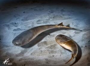 The Age of Fishes began with mass death