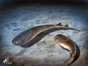 The Age of Fishes began with mass death