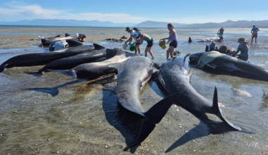 Pod of whales restrands at Farewell Spit