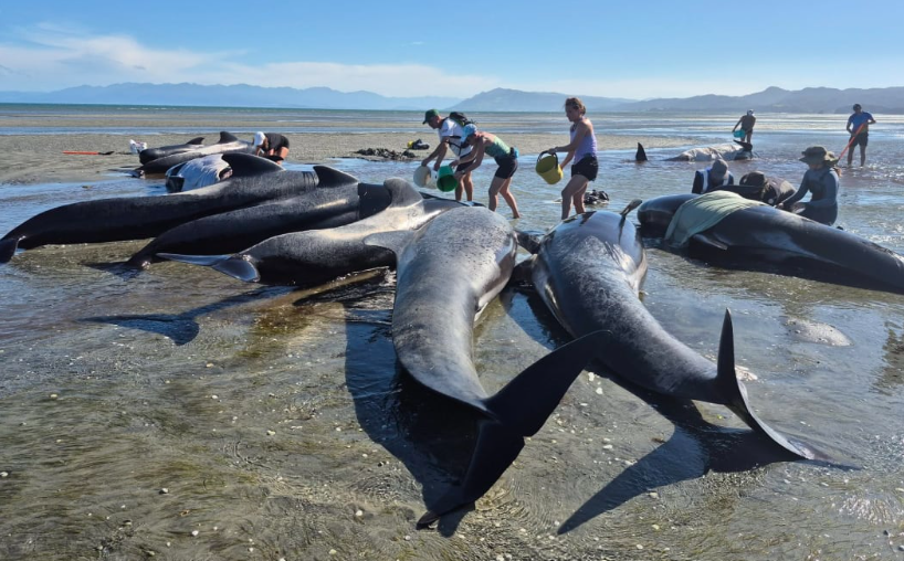 Pod of whales restrands at Farewell Spit