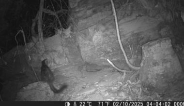 Trail Camera Captures Rare Footage Of Animal Who Hasn't Been Seen In 80 Years