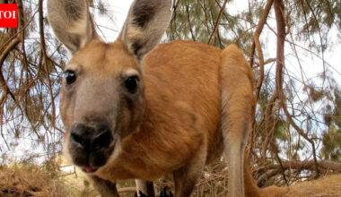 6 animals that surprisingly smell like food