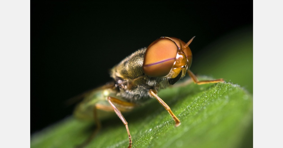 New Zealand puts controls on produce movement in place to aid fight against fruit flies