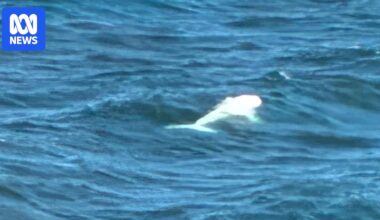 White whale spotted off Crescent Head coast in 'unusual' summer sighting
