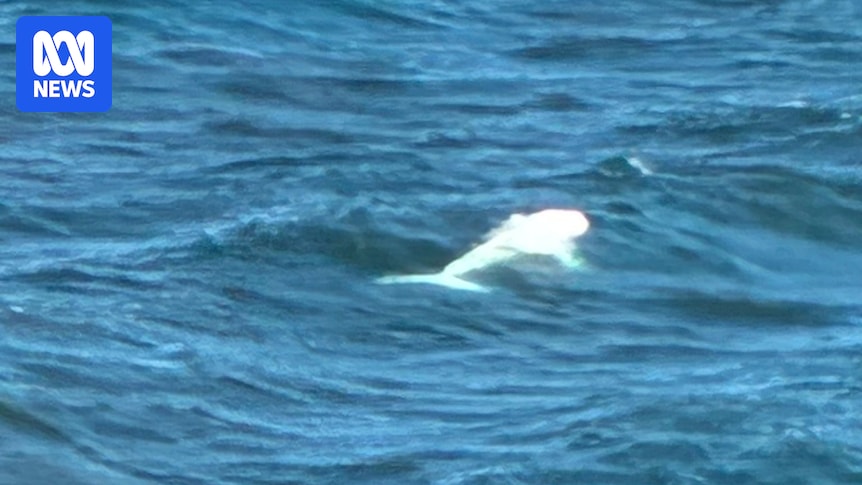 White whale spotted off Crescent Head coast in 'unusual' summer sighting