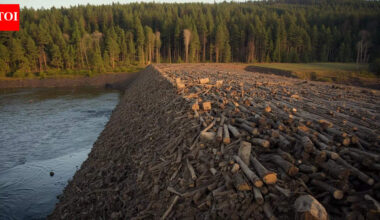 The world’s largest beaver dam is so big that you can see it from space | World News
