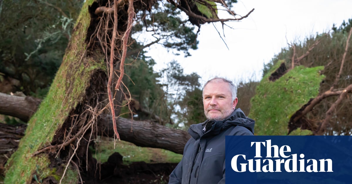 ‘It has destroyed years of work’: Cornish beauty spot loses 80% of its trees to Storm Goretti | Cornwall