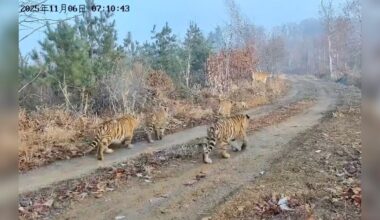 Rare Family Caught On Camera For First Time Leaves Conservationists Breathless