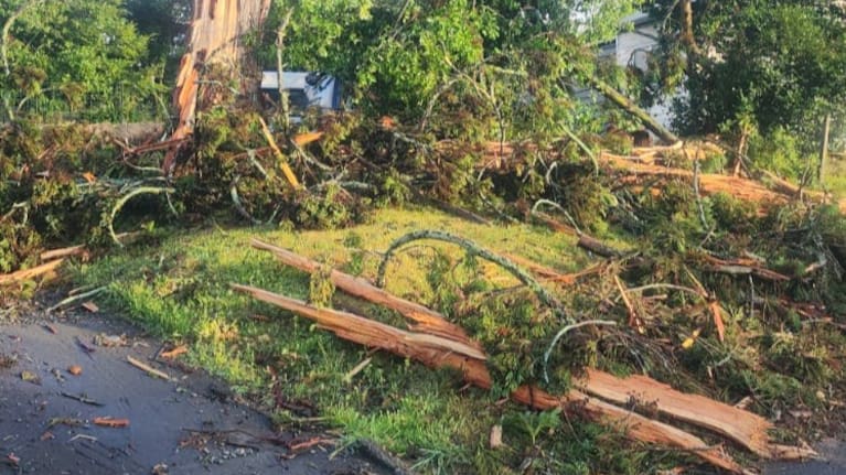 A lightning strike took out a pine tree in Hamilton this morning.