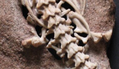 Meet The Snake That Refused To Lose Its Legs — A Herpetologist Explains