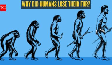 Humans broke one of evolution’s basic rules by losing fur — and survived