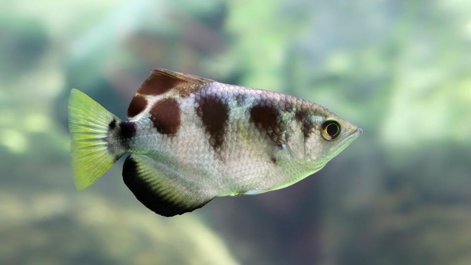 Close-up view of a Banded Archerfish