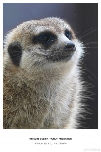 Honor Magic8 RSR Porsche Design camera samples