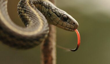 Meet The Snake That Can Survive Being Frozen Solid — A Herpetologist Explains